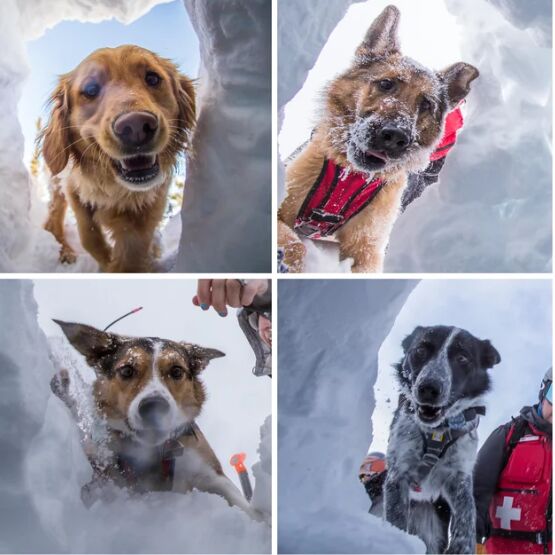 Dog looking out car window
